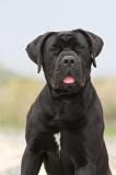 CANE CORSO 568